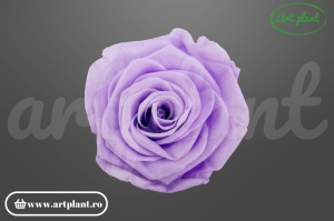 Trandafiri Criogenati 6cm Lila ( Mauve)
