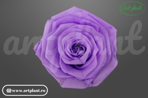Trandafiri Criogenati 6cm Lila.