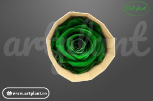 Trandafir criogenat 6cm Verde - Art Plant
