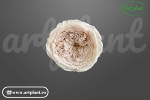 Mini trandafir de grădină criogenat Amelia Rose Amor Blush Pale Pink Pin79