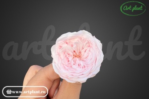 Trandafiri Criogenati de Gradina Amelia Roz Pal Pin89 - Img 1