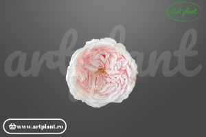 Trandafiri Criogenati de Gradina Amelia Roz Pin99