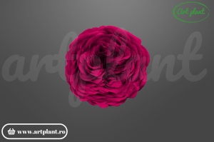 Trandafiri Criogenati de Gradina Amelia Visiniu Pin02