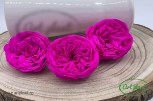 Trandafiri Criogenati de Gradina Kabukyza Roz Fuchsia Pin07 - Img 2