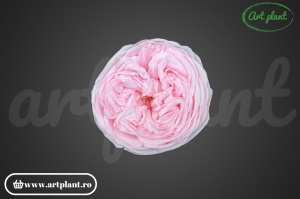 Trandafiri Criogenati de Gradina Kabukyza Roz Pin99