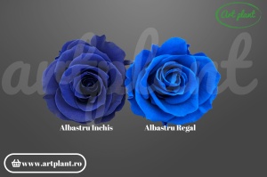 Trandafir criogenat Mediu Albastru Regal - Art Plant