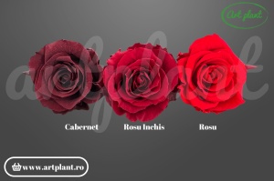 Trandafir criogenat Mediu Cabernet - Art Plant