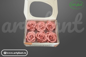 Trandafiri Criogenati Mediu Dusty Pink