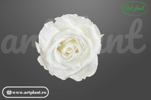 Trandafiri Criogenati Mediu Ivory.