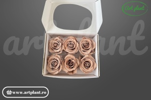 Trandafiri criogenați Mediu Latte - cutie 6 bucăți Art Plant
