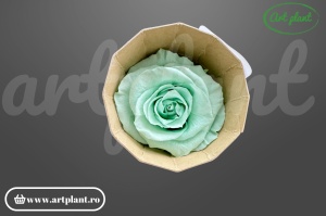 Trandafir criogenat Mediu Mint - Art Plant