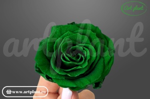Trandafiri Criogenati Mediu Verde