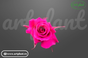 Trandafiri Criogenati Mini Fuchsia
