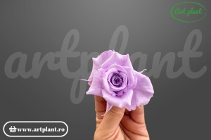 Trandafiri Criogenati Mini Lila