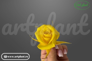 Trandafiri Criogenati Mini Sunny Yellow