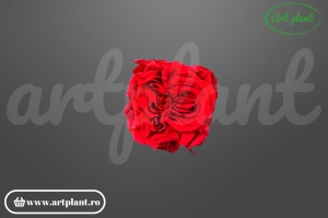 Trandafir criogenat Romantic Rosu din Ecuador, Ø 6–6.5 cm • Înălțime 4.5–5.2 cm, 6 buc