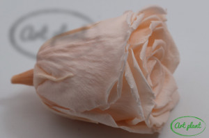 Trandafiri Criogenati XL Peach Pea89 - Img 3