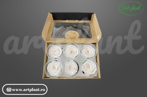 Trandafiri Criogenati XL Roz Pal Pin89