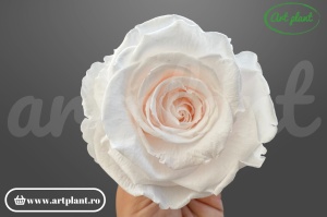 Trandafiri Criogenati XL Roz Pal Pin89