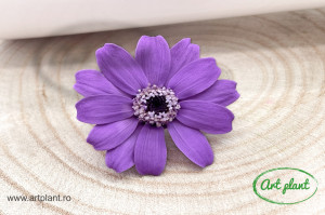 Zinnia Lila