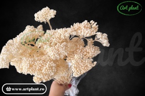 Achillea alb / crem