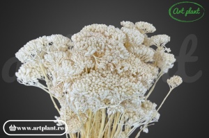 Achillea alba (alb-ivoire) (G )