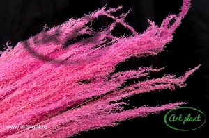 Agrostis fuchsia - Img 2