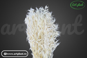 Avena alb (alb ivoire) (G)