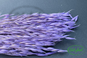 Avena lavender - Img 1