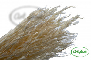 Avena salbatica alb / crem