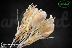 Banksia hookerana alb - crem - Img 1