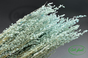 Briza Minima Turquoise