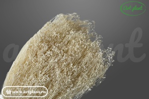 Broom Ivory