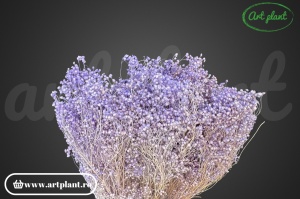 Broom Lavander - Img 2