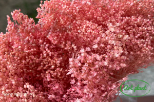 Broom pink - Img 2