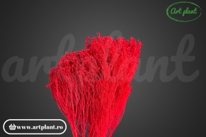 Broom Roșu Rubin - Img 2