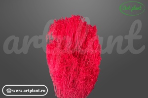 Broom rosu