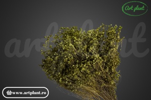 Broom Verde Inchis