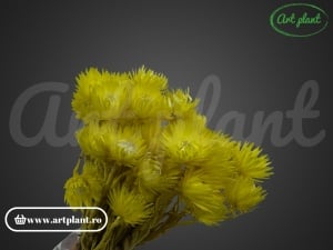 Buchet capblume Galben