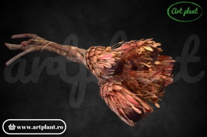 Buchet Protea Macrophylla roșu
