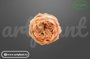 Bujor criogenat Caramel – floare stabilizată natural | Art Plant