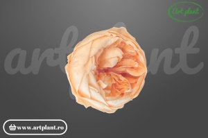 Bujor stabilizat natural din Ecuador, diametru 5 cm, înălțime 4 cm, 1 bucată