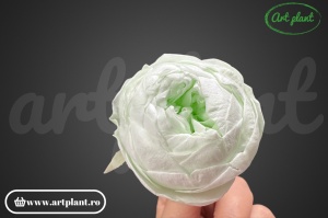 Bujori Criogenați Light Green Gre89 - Img 1