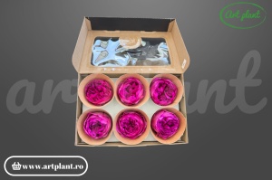 Bujor criogenat Mov – floare stabilizată natural | Art Plant