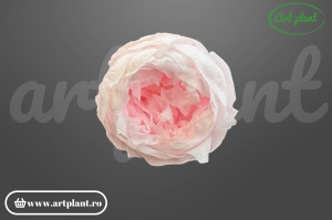 Bujor stabilizat natural din Ecuador, diametru 5 cm, înălțime 4 cm, 1 bucată