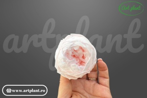 Bujori Criogenați Roz Pin99