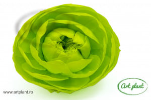 Bujori Criogenați XXL Verde Gre99