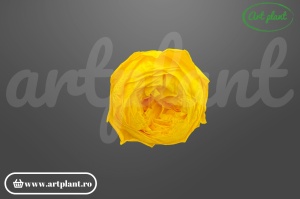 Bujori Criogenați Yellow Yel99