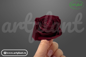 Buttercup Stabilizat Cabernet