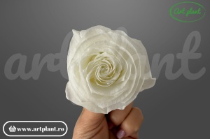 Buttercup Stabilizat Ivory